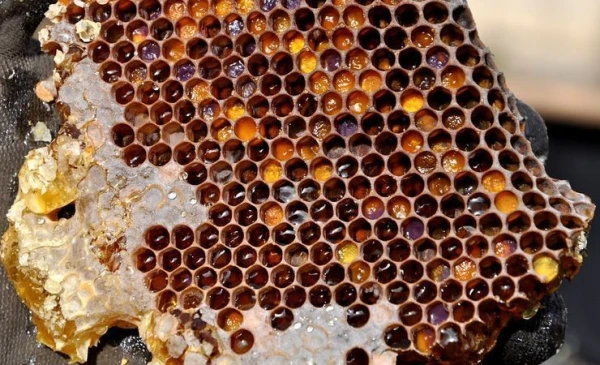 Изображение к статье: Кладезь полезных свойств: что такое пчелиный хлеб и кому нужно есть