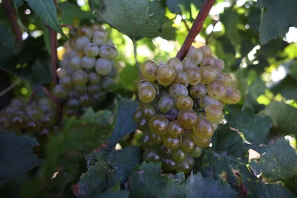 Изображение к статье: Стал известен природный способ замедлить рост рака