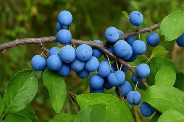 Изображение к статье: Дикий предок сливы. Уникальные достоинства обычного тёрна