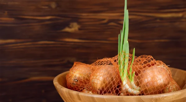 Изображение к статье: Можно ли есть проросший лук?