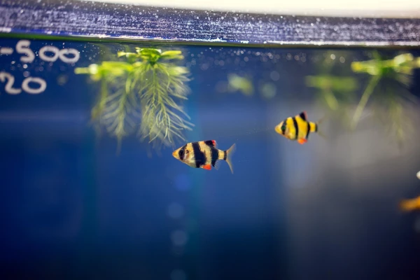 Изображение к статье: Как собрать аквариум и ухаживать за ним