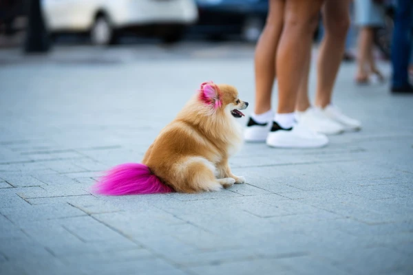 Изображение к статье: Собака — не пасхальное яичко: эксперты обсудили границы креатива в груминге