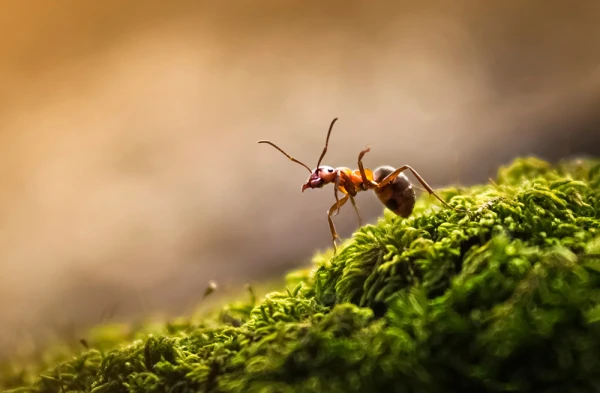 Изображение к статье: Сколько лет живут муравьи