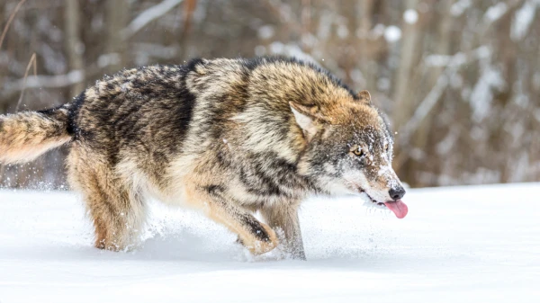 Изображение к статье: Волки в Аляске освоили «морскую» охоту