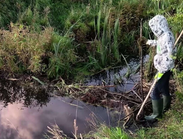 Изображение к статье: «Больше нет сил!» Бобры в окрестностях Вентспилса доводят владелицу дома до отчаяния