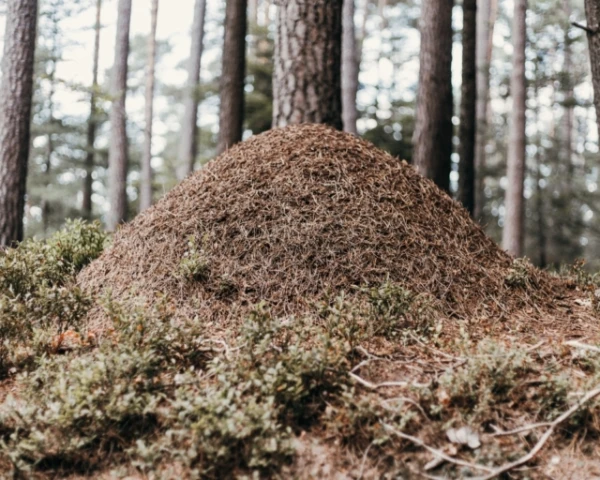 Изображение к статье: Что делают муравьи, когда начинается эпидемия