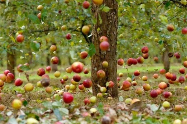 Изображение к статье: Полтора евро за кило яблок? Фермер объяснил, почему это нормально