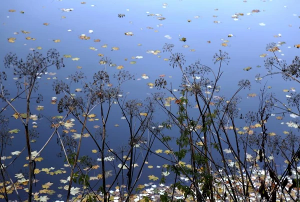 Изображение к статье: И лучше выдумать не мог - гидрометцентр о погоде на предстоящую неделю