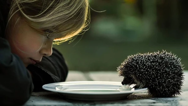 Изображение к статье: Ежей нельзя поить молоком и почему они не живут в лесу - музей природы