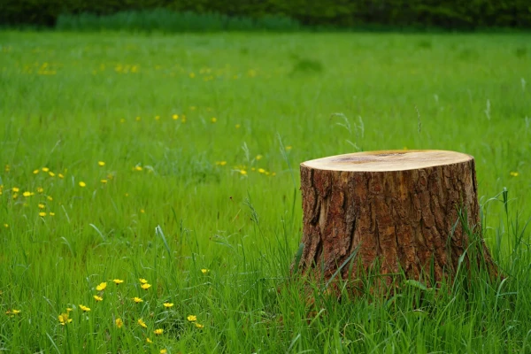 Изображение к статье: Легко и безболезненно. Как на даче удалить пень без корчевания — 2 способа