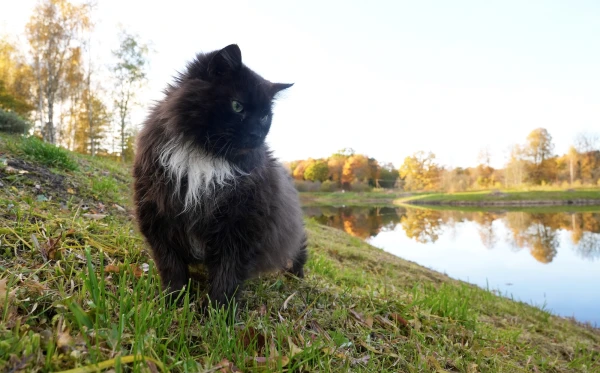 Изображение к статье: В реках Латвии повышается уровень воды