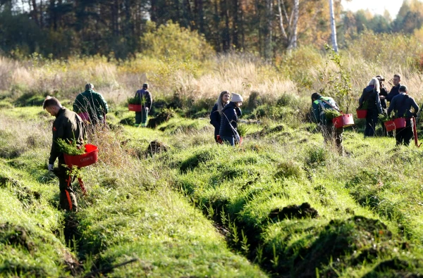 Изображение к статье: Высаживание молодых деревцев в Тирельском лесничестве.