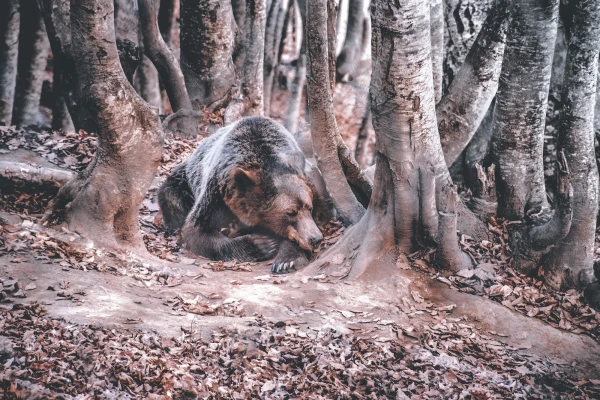 Изображение к статье: В Японии губернатор просит помощи армии в борьбе с медведями