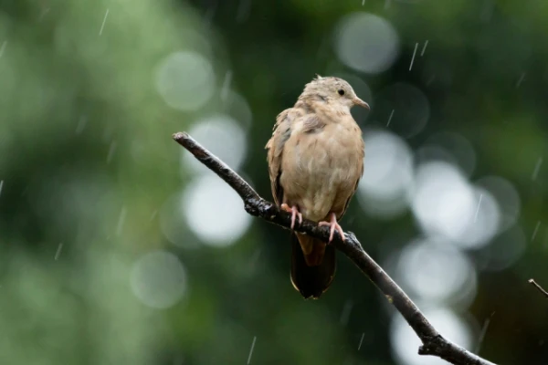 Изображение к статье: Что делают птицы, когда идет дождь?