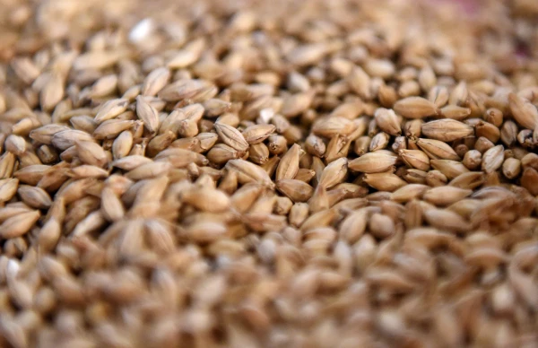 Изображение к статье: Зерно из России больше не идёт через Латвию: падение в четыре раза