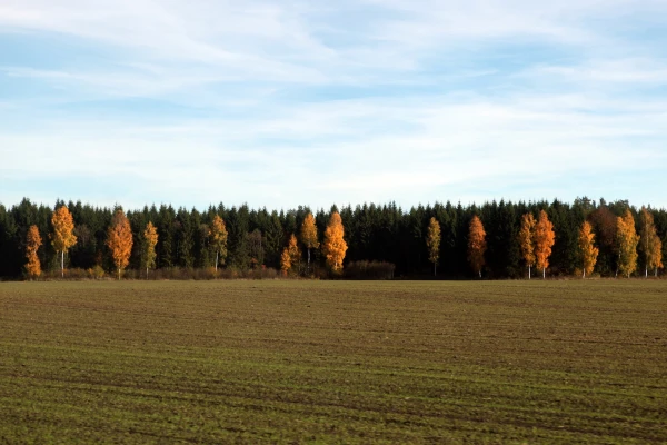 Изображение к статье: Озимые во всех регионах Латвии сейчас выглядят хорошо, но капустная галлица наступает