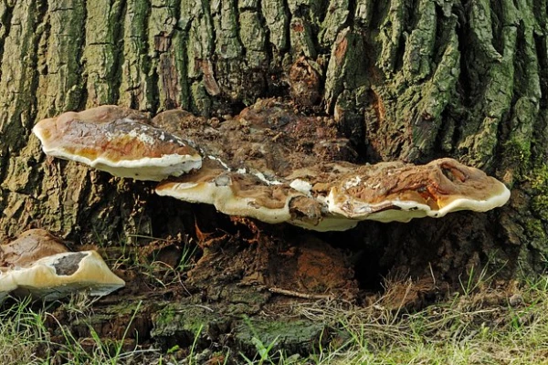 Изображение к статье: Обнаружено ускоряющее заживление ожогов природное средство