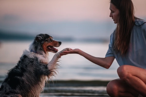 Изображение к статье: Что хочет сказать ваш пёс: расшифровка самых частых движений лапами
