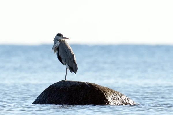 Изображение к статье: Днём солнце прогреет воздух до +11 градусов