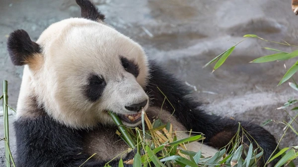 Изображение к статье: Второй по величине зоопарк Финляндии продали за 1 евро после банкротства