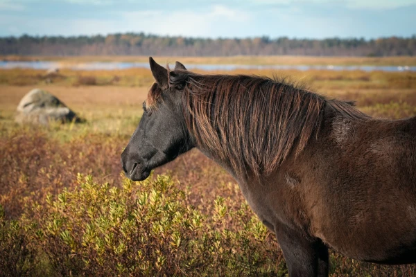 Изображение к статье: В пятницу погодные условия определяет слабеющий циклон