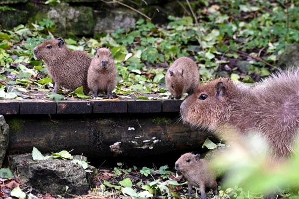 Изображение к статье: facebook.com/RigaZoo