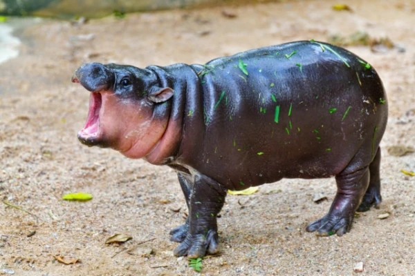 Изображение к статье: Бегемоты обитали в Европе до 30 тысяч лет назад: почему они отсюда сбежали?