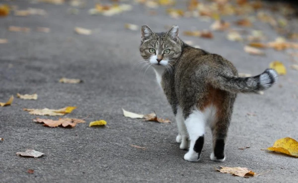 Изображение к статье: В воскресенье ожидается пасмурная погода