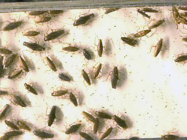 Изображение к статье: Усатые деятели плодятся со страшной скоростью.