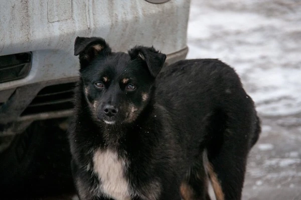 Изображение к статье: «Циники и подонки»: люди все чаще выбрасывают домашних животных на улицу