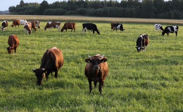 Изображение к статье: Латвийская бурая пока что не научилась сдерживать свои естественные позывы в соответствии с нормами ЕС.