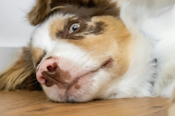 Изображение к статье: Домашние животные останутся за дверьми? Возможные правила убежищ вызывают множество вопросов