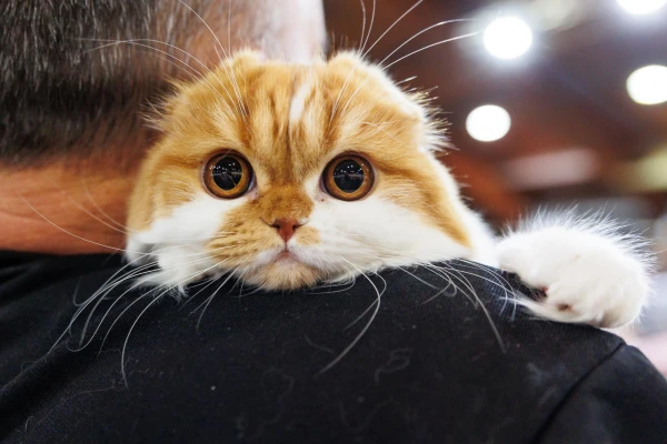 Изображение к статье: Международная выставка домашних животных и зооиндустрии пройдет на Кипсале