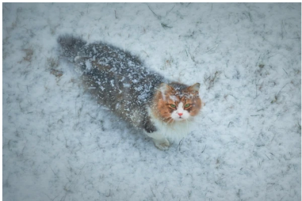 Изображение к статье: Экстремально холодная зима уже идёт на Латвию - синоптики. Когда?