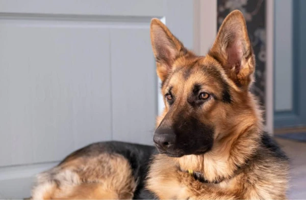 Изображение к статье: Правительство Силини подарило Молдове двух овчарок с мячиками – по 600 евро за собаку