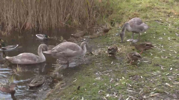 Изображение к статье: Никто не помогает! Жители обеспокоены судьбой лебедят