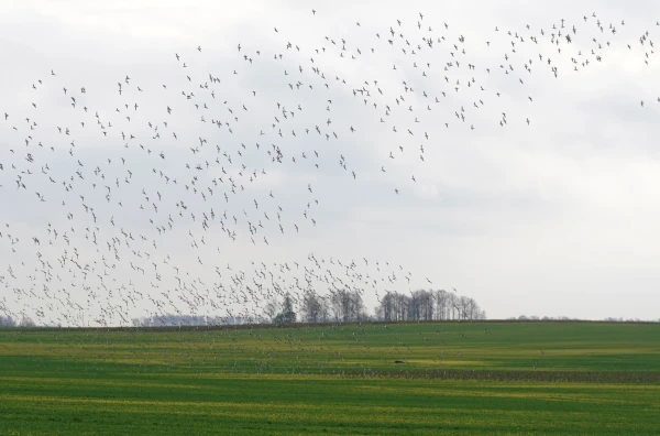 Изображение к статье: В четверг местами воздух прогреется до +13 градусов