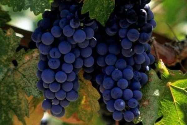 Изображение к статье: Творожный торт с виноградом: восхитительный рецепт