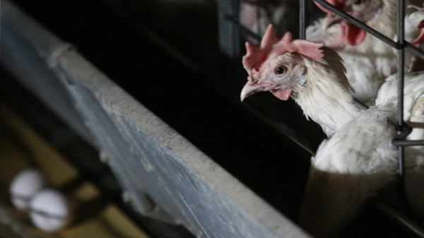 Изображение к статье: Проблема пока затрагивает лишь частников.