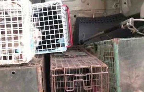 Изображение к статье: На Саркандаугаве вскрыли квартиру с 23 кошками. Инспектору стало плохо