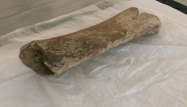 Изображение к статье: Удивительное открытие: в Айзпуте когда-то бродили мамонты