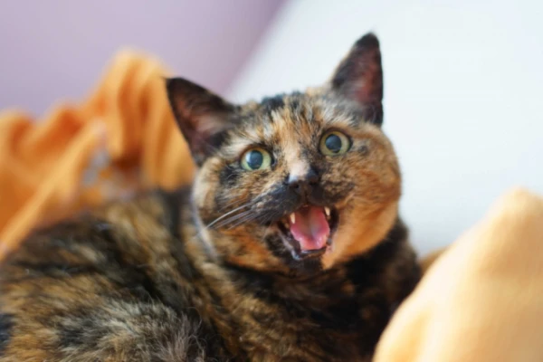 Изображение к статье: С чем коты ассоциируют речь людей?