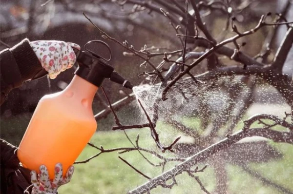 Изображение к статье: Когда следует обрабатывать яблоню от парши