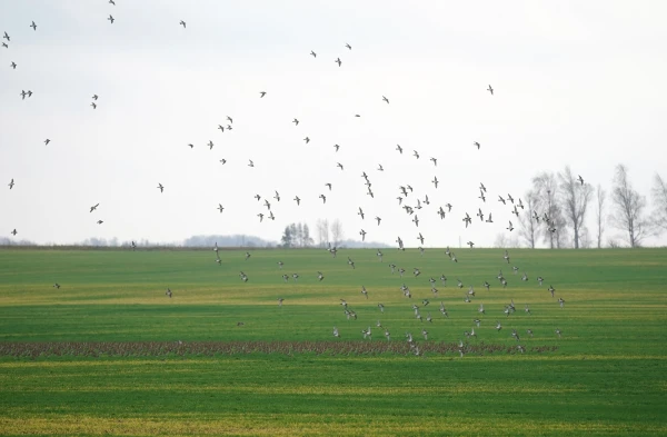 Изображение к статье: Начало ноября в Латвии было на четыре градуса теплее нормы