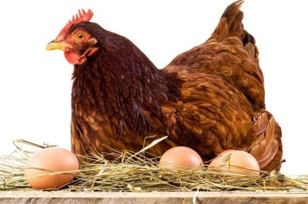 Изображение к статье: Спиридон и Никодим: что следует сделать 13 ноября, чтобы избежать беды в доме