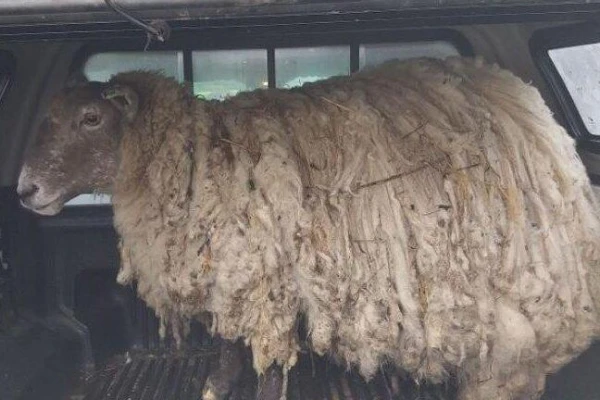 Изображение к статье: Фиона — самая одинокая овца Великобритании, спасенная из заточения