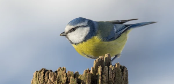 Изображение к статье: Почему 12 ноября кормили синиц — древний обычай, который стоит вспомнить