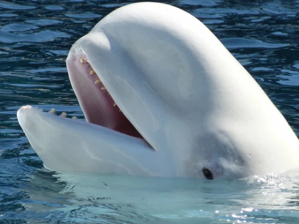 Изображение к статье: 40 лет назад с помощью музыки удалось спасти тысячи китов: как это было