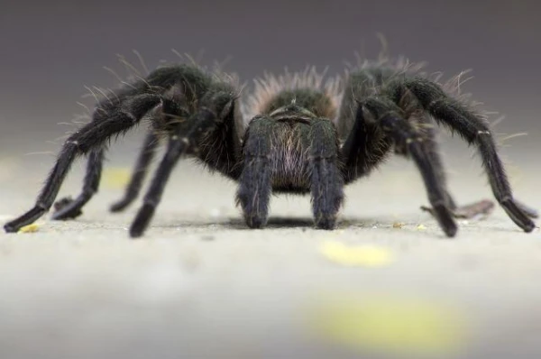 Изображение к статье: Почему у жуков шесть ног, а у пауков восемь?