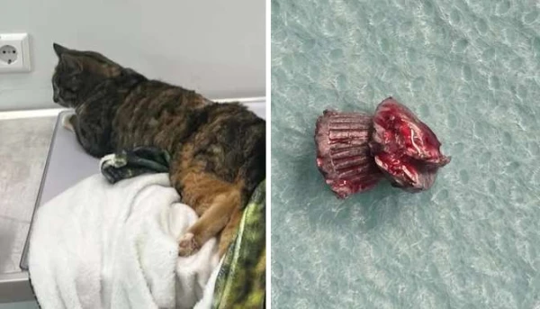 Изображение к статье: В Салдусе кошка вернулась домой, волоча задние лапы. Выяснилось, что в неё стреляли